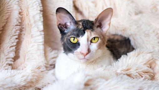 Cornish Rex mačka leži na odeji