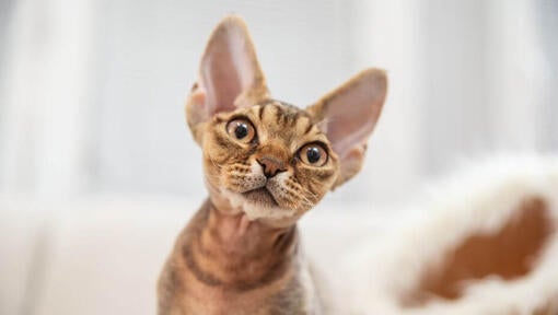 Devon Rex mačkon gleda na nekoga