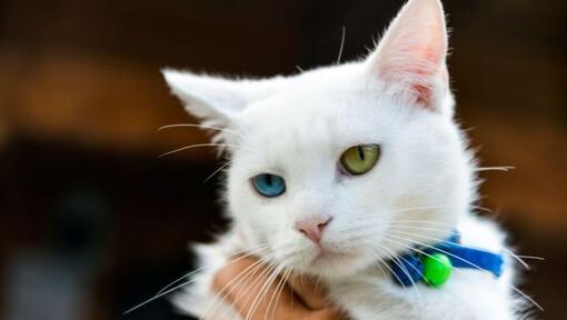 Japonski kratkodlaki bobtail gleda nekoga