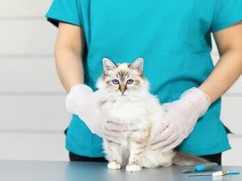 Mačka na veterinarski mizi
