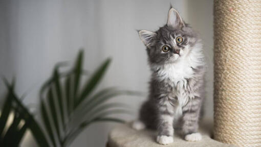 Maine Coon mačkon igrivo opazuje