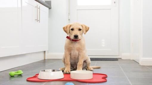 rumeni labradorec s posodicami za hrano