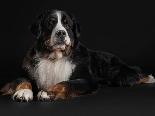 PRO PLAN Veterinary Diets