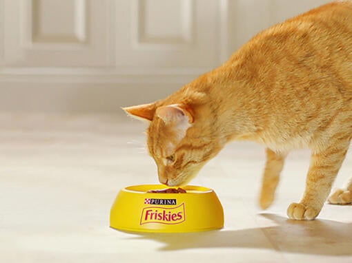 Friskies za mačke