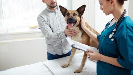 Nemški ovčar pri veterinarju