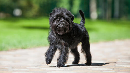 Sprehod psa Affenpinscher