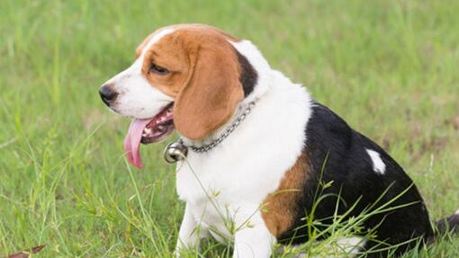 Beagle sedi v travi