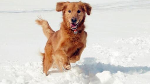 Pes, odporen na mraz, teče po snegu
