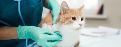 Mačka na pregledu pri veterinarju