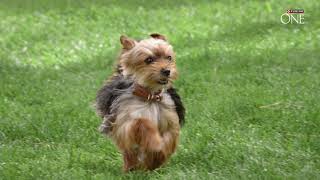 Purina Slovenia | Purina One® Mini Dog | 15s