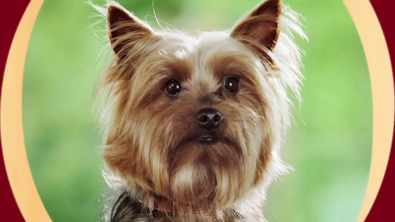 Purina One Mini pentru câinii de talie mică | Purina